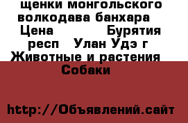 щенки монгольского волкодава банхара  › Цена ­ 5 000 - Бурятия респ., Улан-Удэ г. Животные и растения » Собаки   